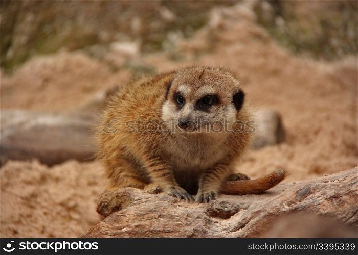 watchful meerkat
