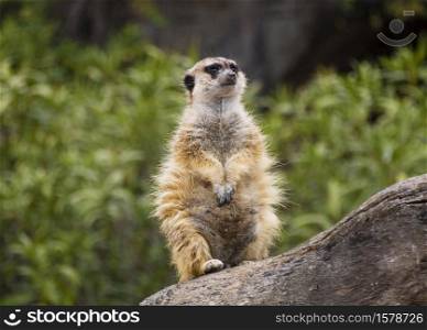 Watching meerkat sitting atop a wooden trunk