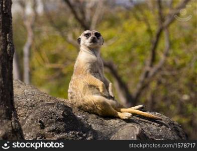 Watching meerkat sitting on a wooden trunk