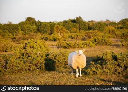 Watching sheep in a landscape with junipers at the swedish island Oland