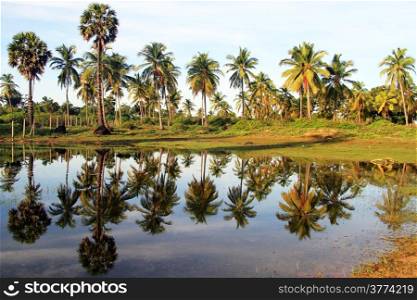 Water and reflection of palm trees on the Nilaveli beach, Sri Lanka
