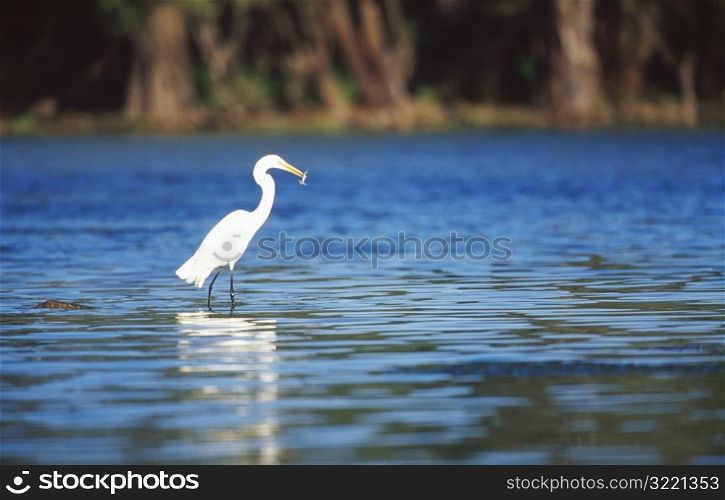 Water Bird Snowy Egret