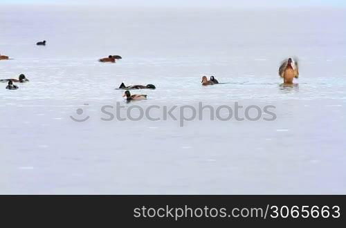 Water birds on the lake