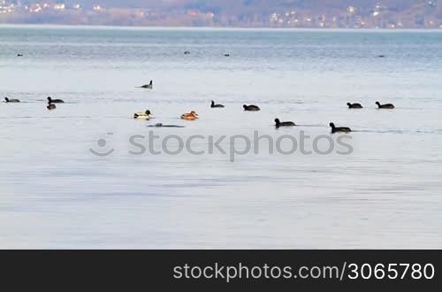 Water birds on the lake