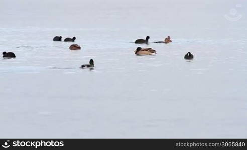 Water birds on the lake