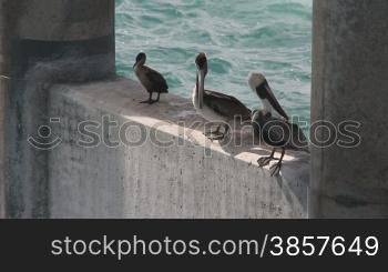 Water birds sitting on a concrete beam of a bridge