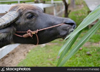 water buffalo eating grass in farm in Thailand