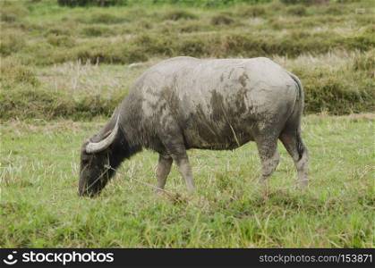 water buffalo eating grass in field.