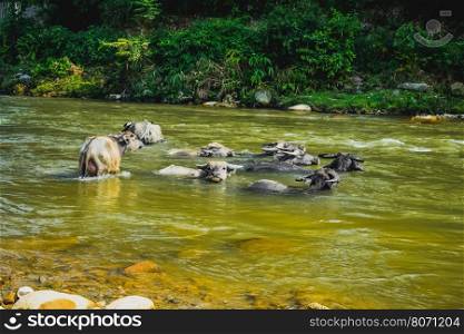 Water buffalo eating grass on the field near Tu Le waterfall in north of Vietnam