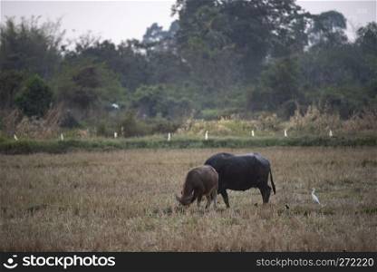 water buffalo, farm animals