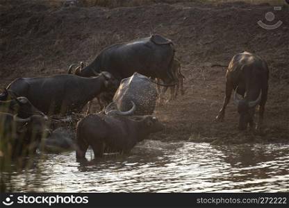 water buffalo, farm animals