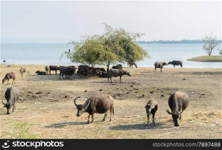 Water buffalo grazing on field beside the lake