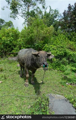 Water Buffalo in a tropical area