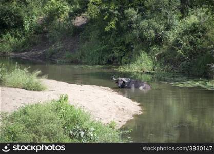 water buffalo in kruger national park