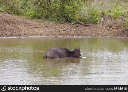 Water Buffalo wading in river