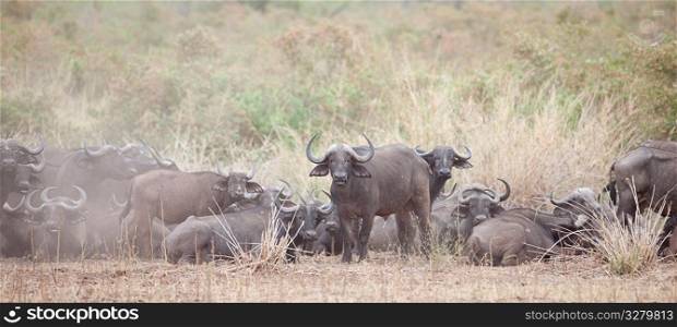 Water buffalo wildlife in Kenya