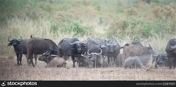 Water buffalo wildlife in Kenya