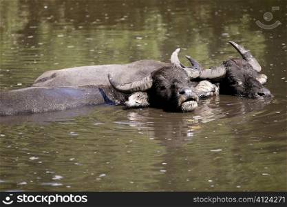 Water buffalos sinking on brown lake