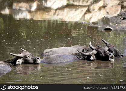 Water buffalos sinking on brown lake