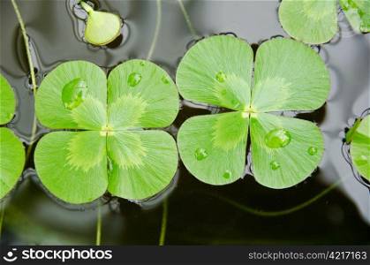 Water clover. Water clover, Marsilea mutica, with four clover like leaves on water surface