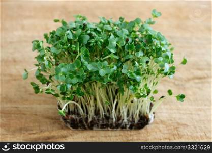 Water cress on a background