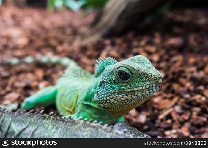 Water Dragon. Green Water Dragon. Green lizard