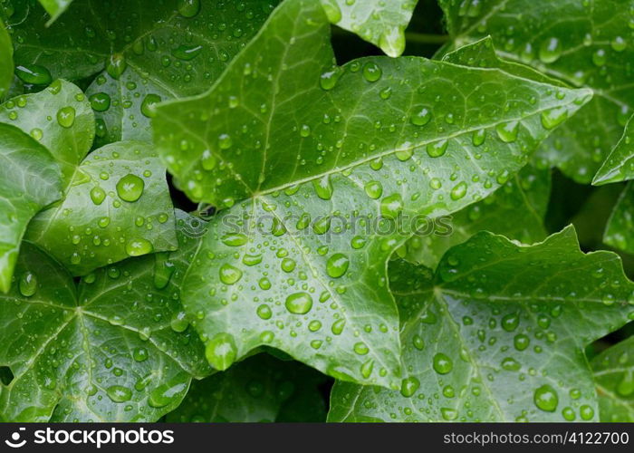 Water dripped leaves