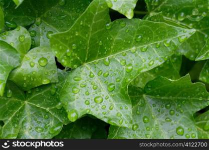 Water dripped leaves