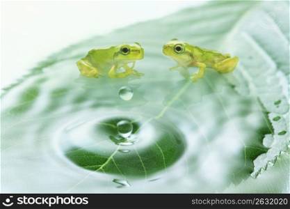 Water drop and Frog