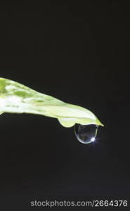 Water drop and Green leaf