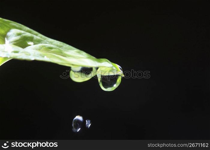 Water drop and Green leaf