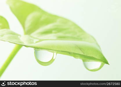 Water drop and Green leaf