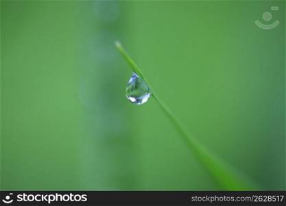 Water drop and Leaf