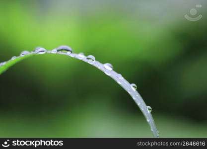 Water drop and Leaf