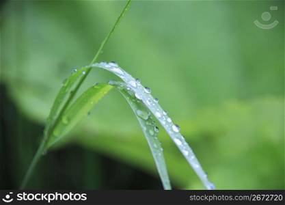 Water drop and Leaf