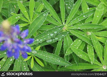 Water drop and Leaf