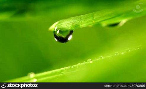 Water drop falling from grass leaf close-up