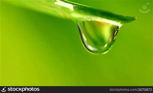 Water drop falling from grass leaf close-up
