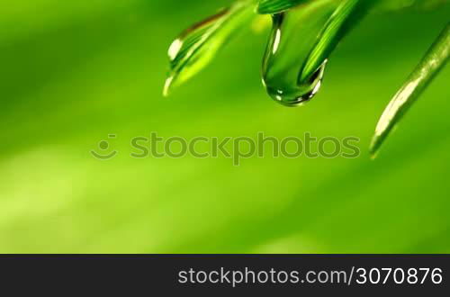 Water drop falling from grass leaf close-up