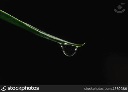 water drop grass blade