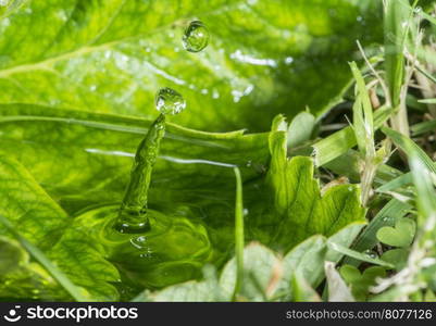 Water drop in the nature. Water on green leaf