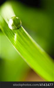 water drop on fresh green grass on blurred background