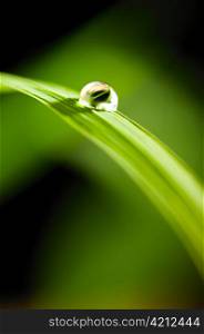 water drop on fresh green grass on blurred background