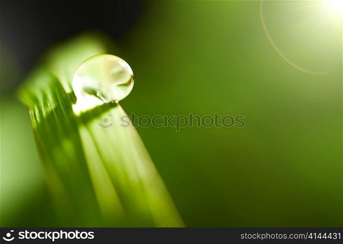 water drop on fresh green grass with blurred background