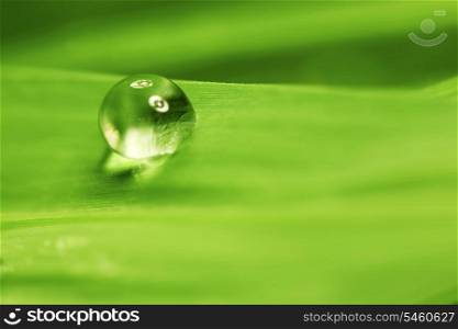 Water drop on fresh green leaf close-up