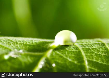water drop on fresh green leaf on blurred background