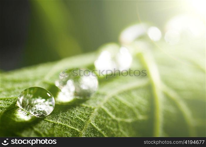 water drop on fresh green leaf with blurred background