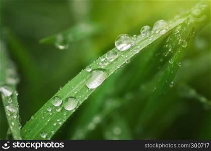Water drop on grass leaf. Fresh nature composition.