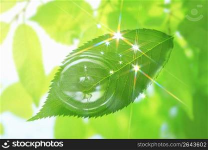 Water drop on Leaf