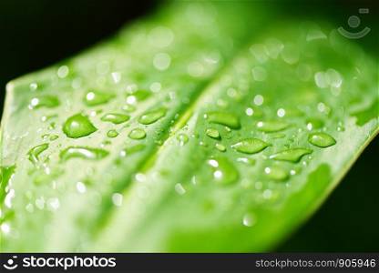Water drop on leaves in the forest / Drop of dew in morning on leaf with sun light after rain